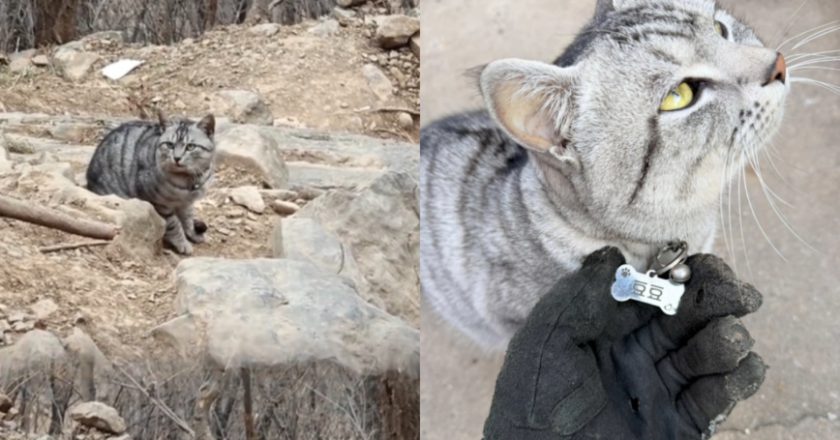 “绝望坡”上最绝望的猫咪火了 网友：累坏了…