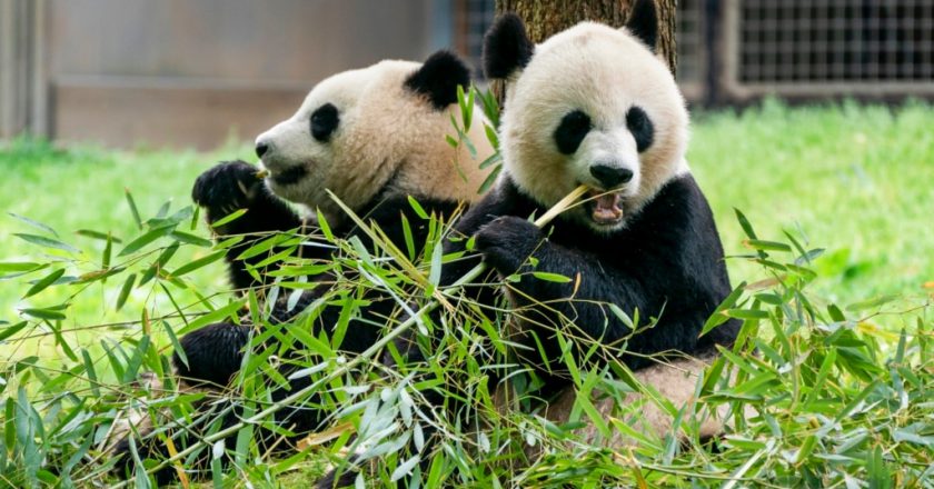 熊貓歸來!「寶力」和「青寶」即將抵達華盛頓國家動物園