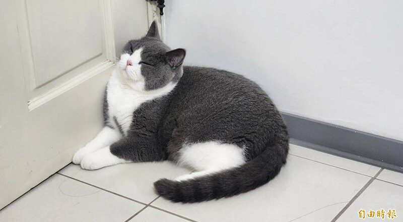 房東惡夢！女租客養8隻貓 新房子地板被貓尿泡爛