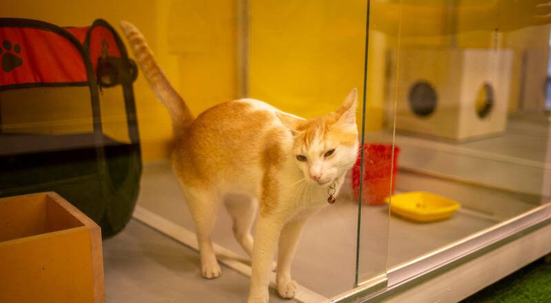 動物醫院院長喊窮盼給前妻贍養費減半 法官打臉：醫院收入成長